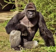 Aggressive_Scalper_M1_USDJPY