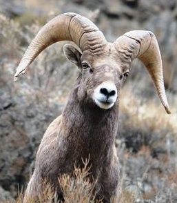 神々のブレイクアウト