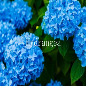 アノマリーとテクニカルの融合EA『Hydrangea』