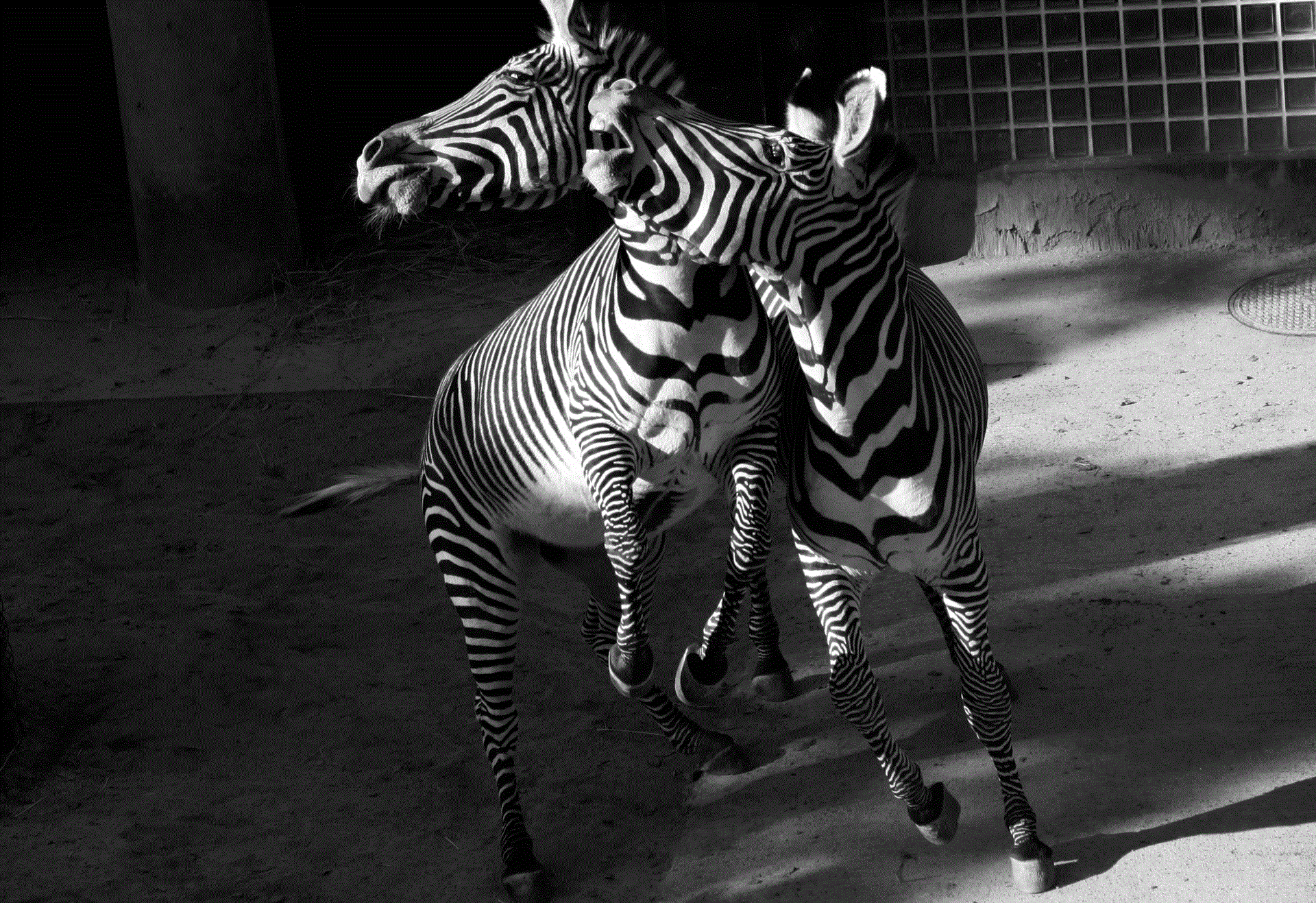 シマウマFX大学のノウハウの集大成