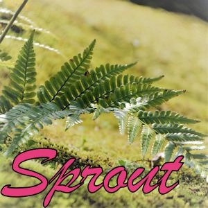 Sprout EA