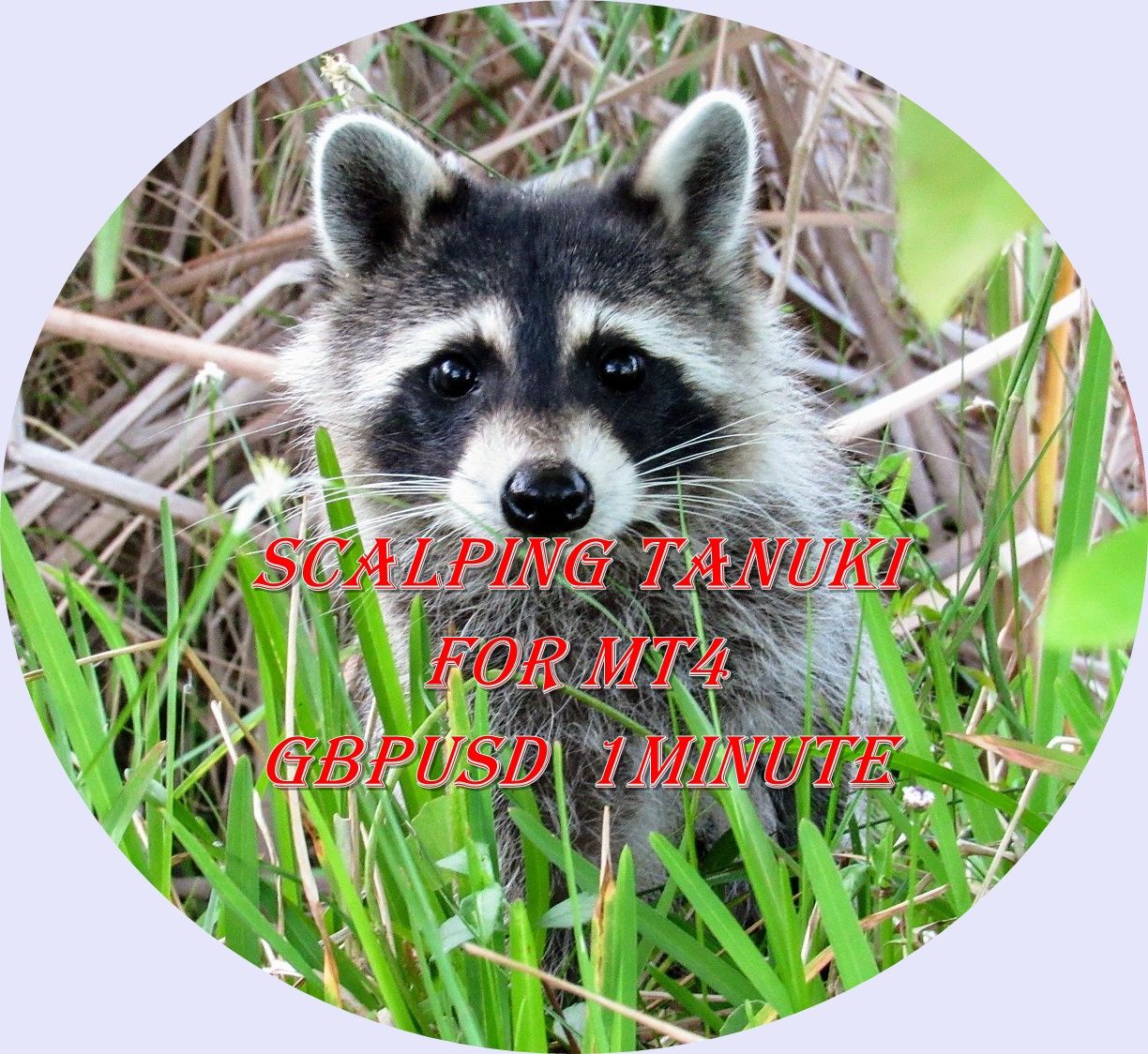 カスタマイズできる朝スキャEA